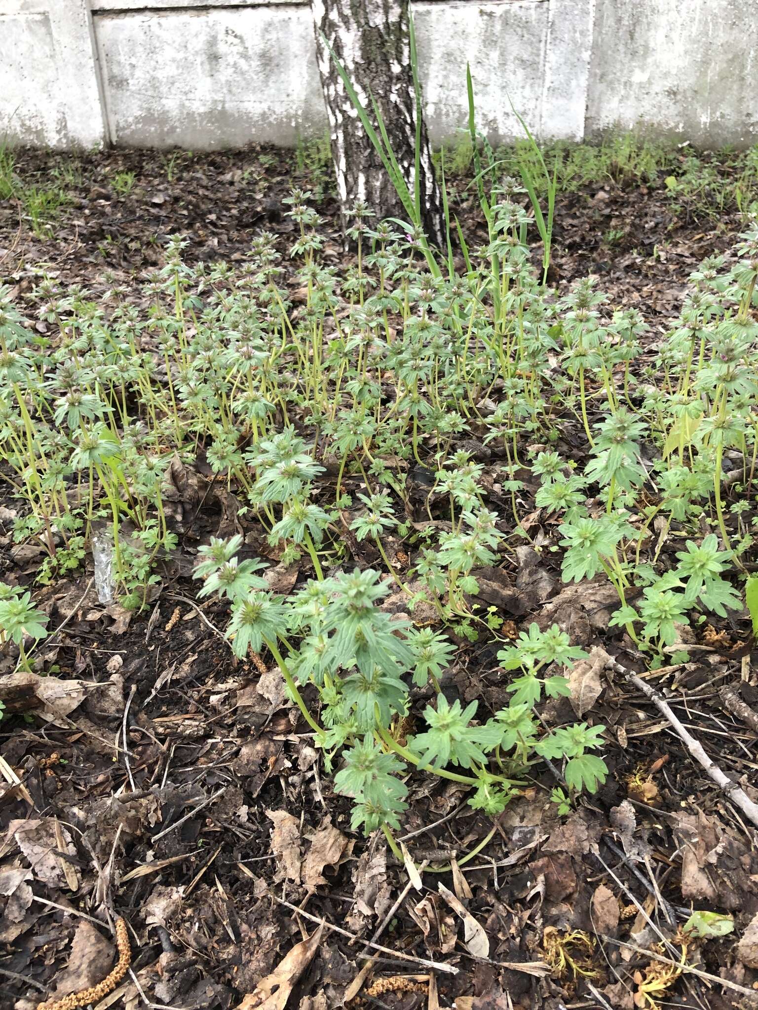 Image of Lamium amplexicaule var. orientale (Pacz.) Mennema