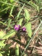 Image de Lantana rugosa Thunb.