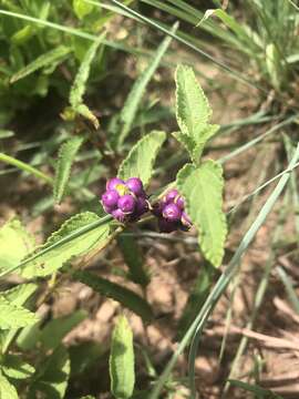 Image de Lantana rugosa Thunb.