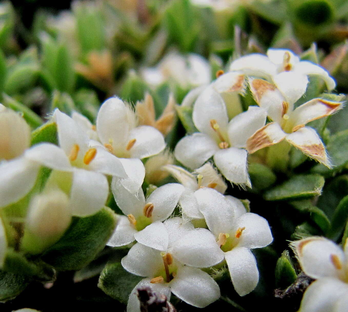 Image of Pimelea oreophila subsp. lepta C. J. Burrows