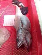 Image of Offshore Hake