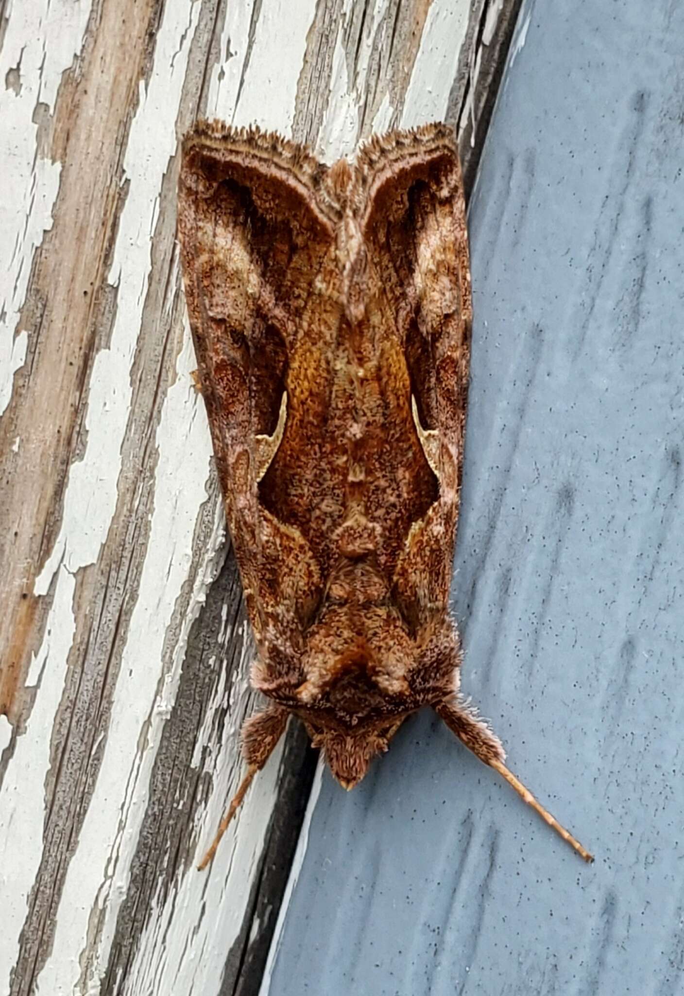 Image de Autographa rubidus Ottolengui 1902