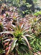 Imagem de Dracophyllum menziesii Hook. fil.