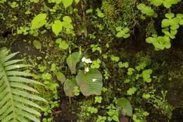 Image of Streptocarpus pusillus Harvey ex C. B. Clarke