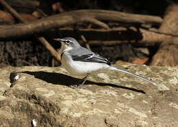 Image of Mountain Wagtail