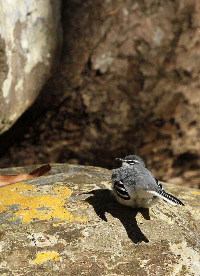 Image of Mountain Wagtail