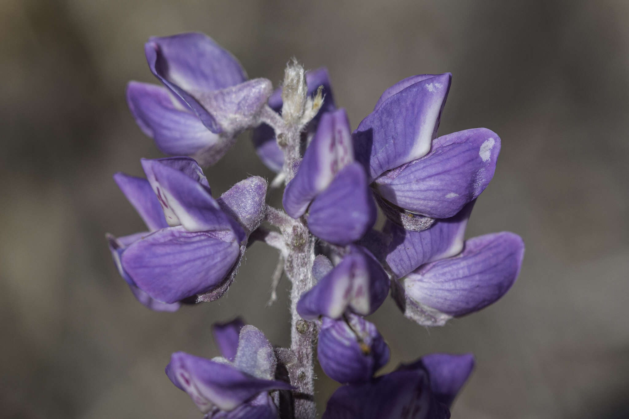 Image de Lupinus caudatus