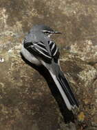 Image of Mountain Wagtail