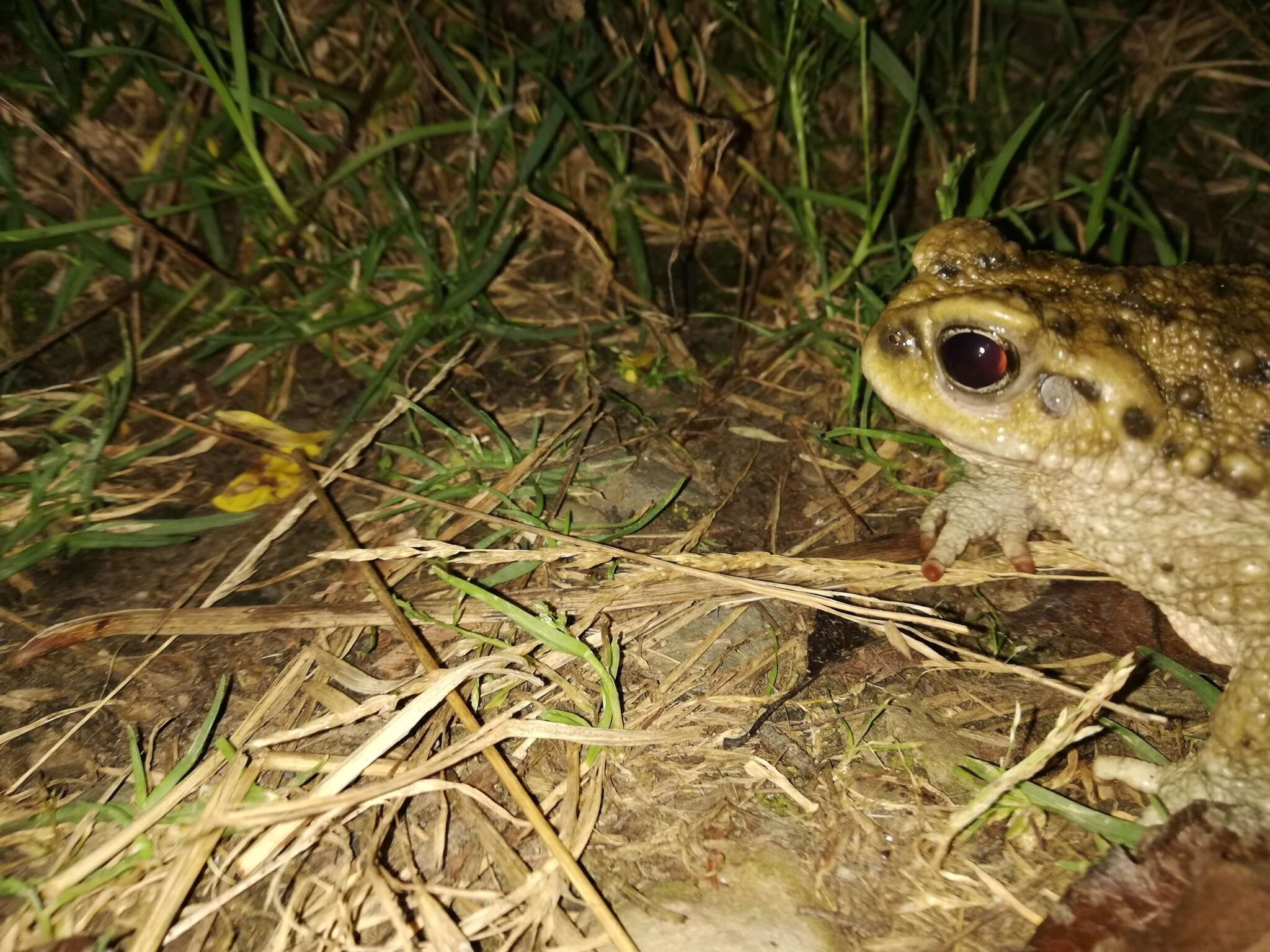 Rhinella spinulosa (Wiegmann 1834)的圖片