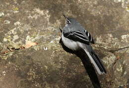 Image of Mountain Wagtail