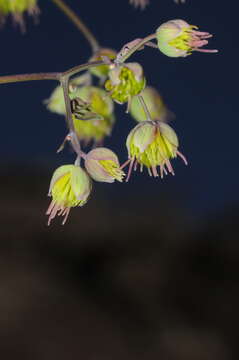 Image of Thalictrum decipiens B. Boiv.