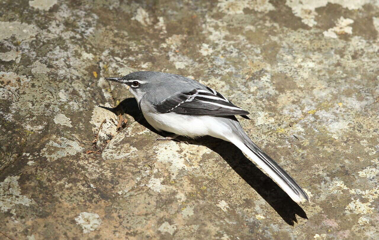 Image of Mountain Wagtail