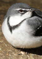 Image of Mountain Wagtail