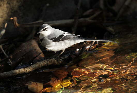 Image of Mountain Wagtail