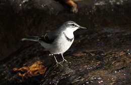 Image of Mountain Wagtail