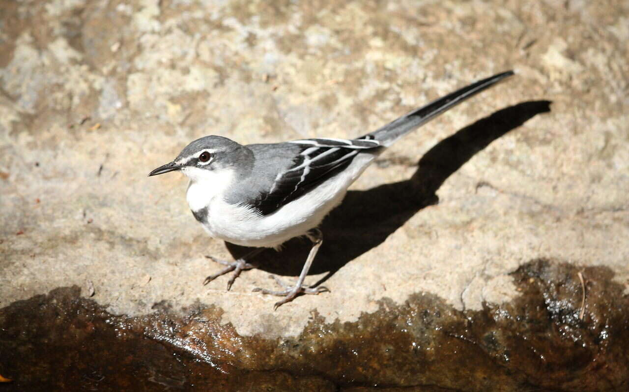 Image of Mountain Wagtail