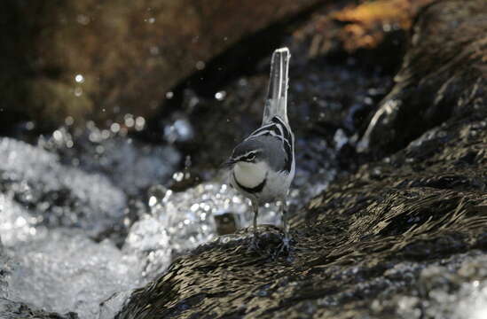 Image of Mountain Wagtail