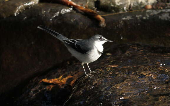 Image of Mountain Wagtail