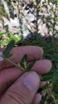 Image de Lythrum maritimum Kunth