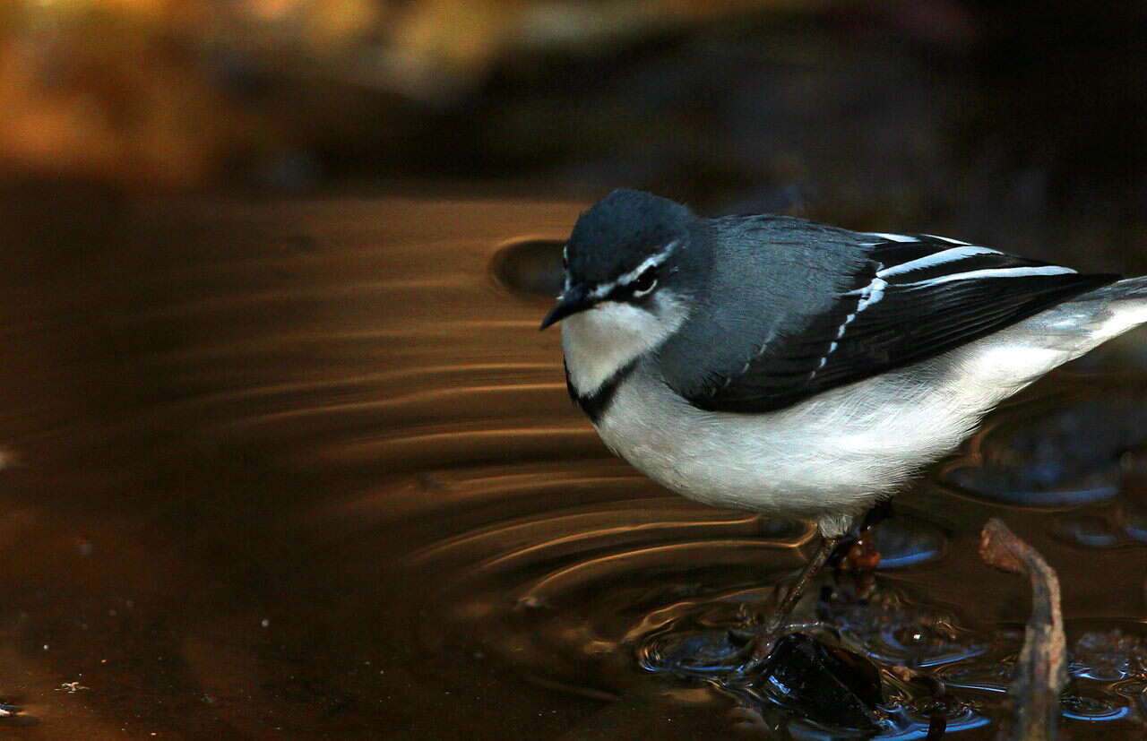 Image of Mountain Wagtail