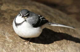 Image of Mountain Wagtail