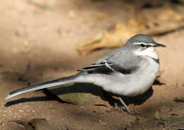 Image of Mountain Wagtail