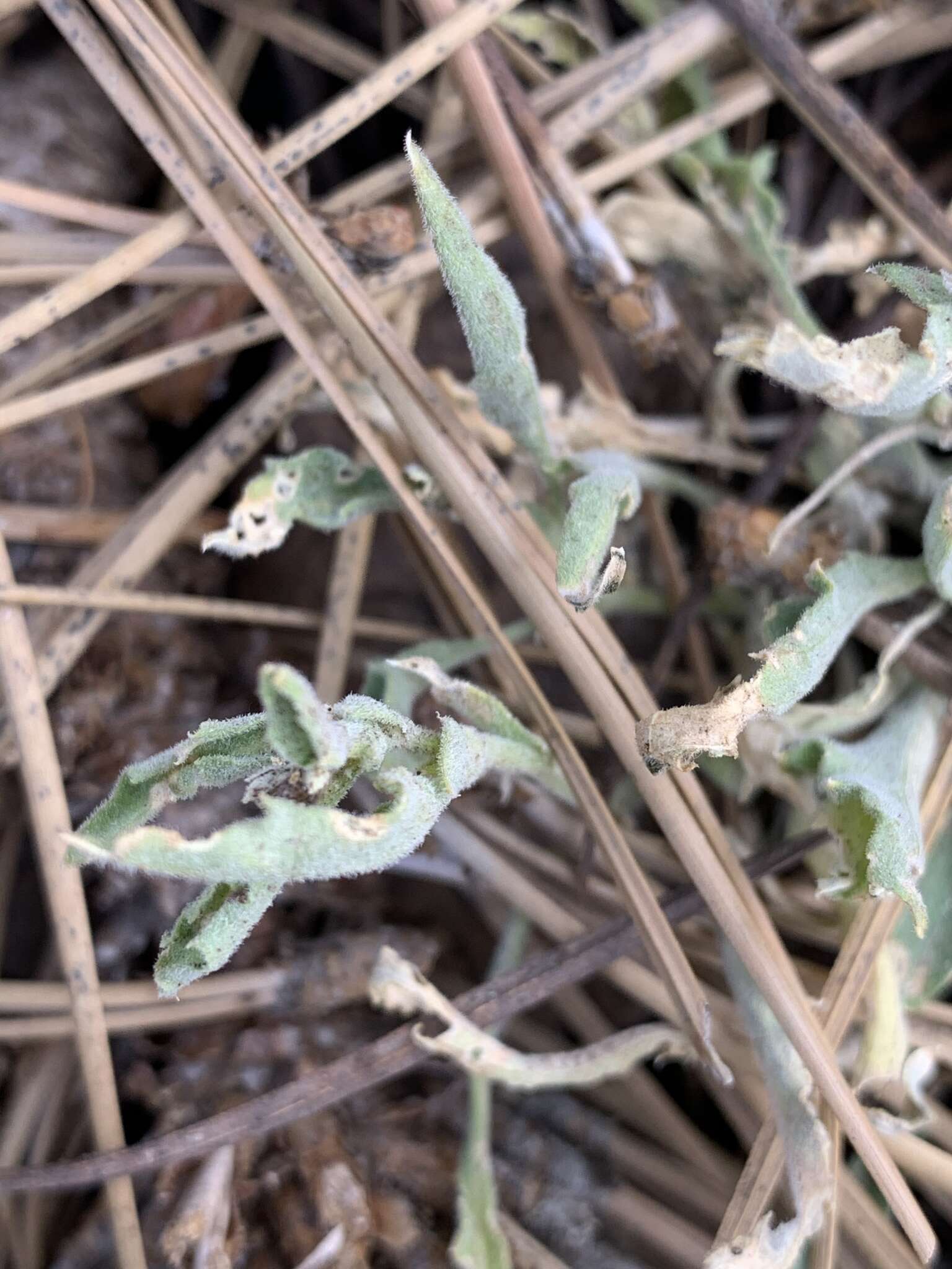 Image of goosefoot yellow violet