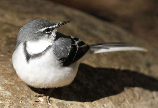 Image of Mountain Wagtail