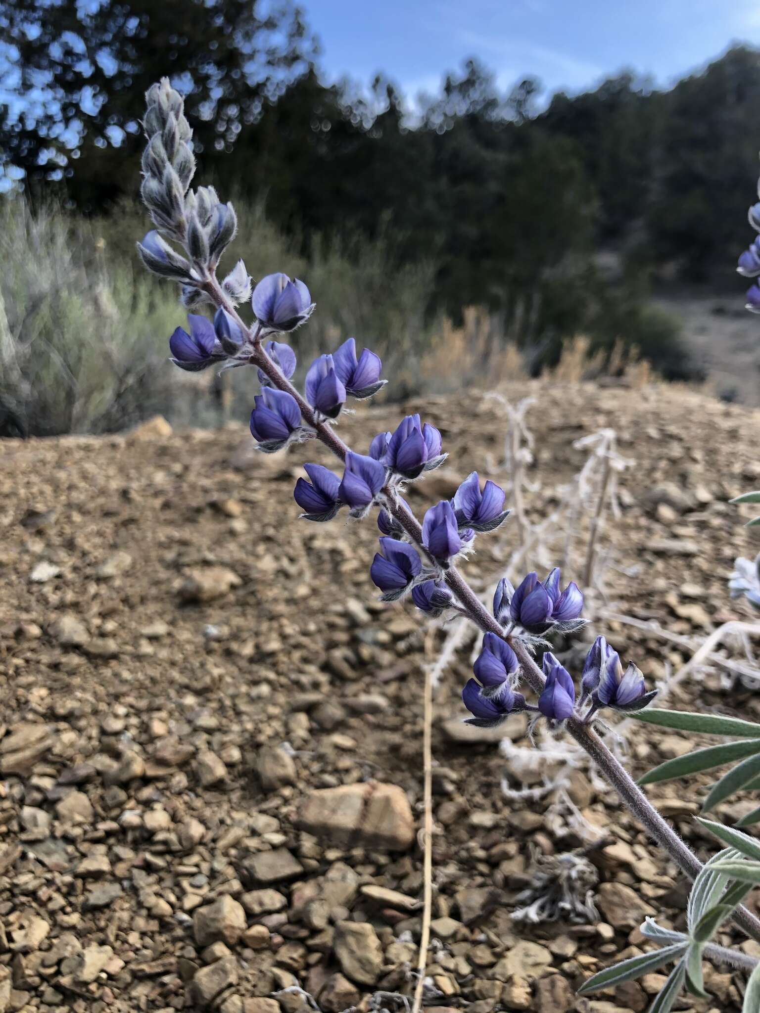 Imagem de Lupinus argenteus var. palmeri (S. Watson) Barneby