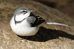 Image of Mountain Wagtail