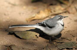 Image of Mountain Wagtail