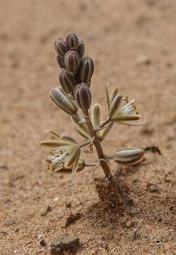 Image de Albuca unifolia (Retz.) J. C. Manning & Goldblatt