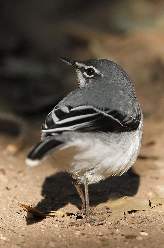 Image of Mountain Wagtail