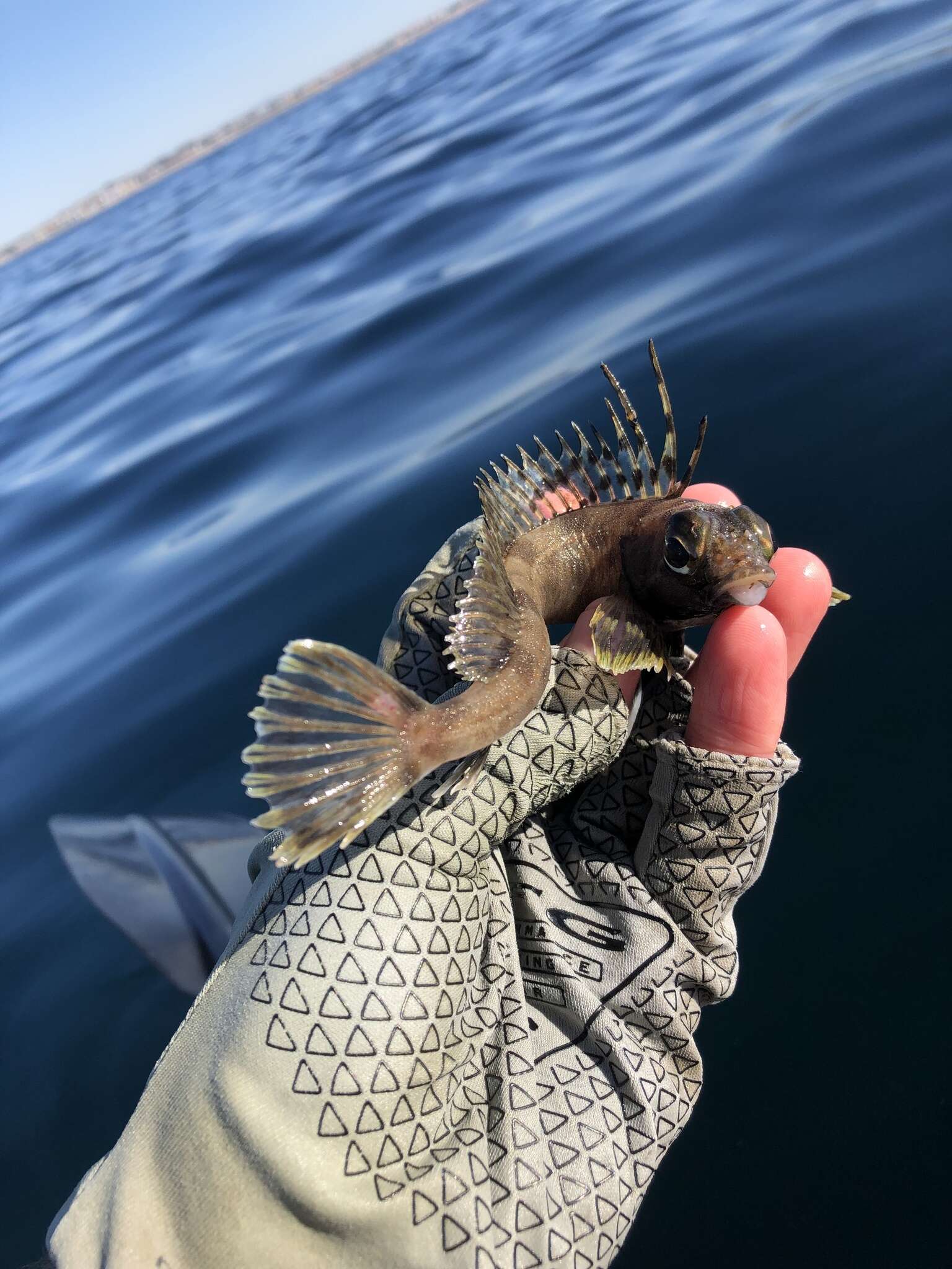 Image of Shortspine combfish