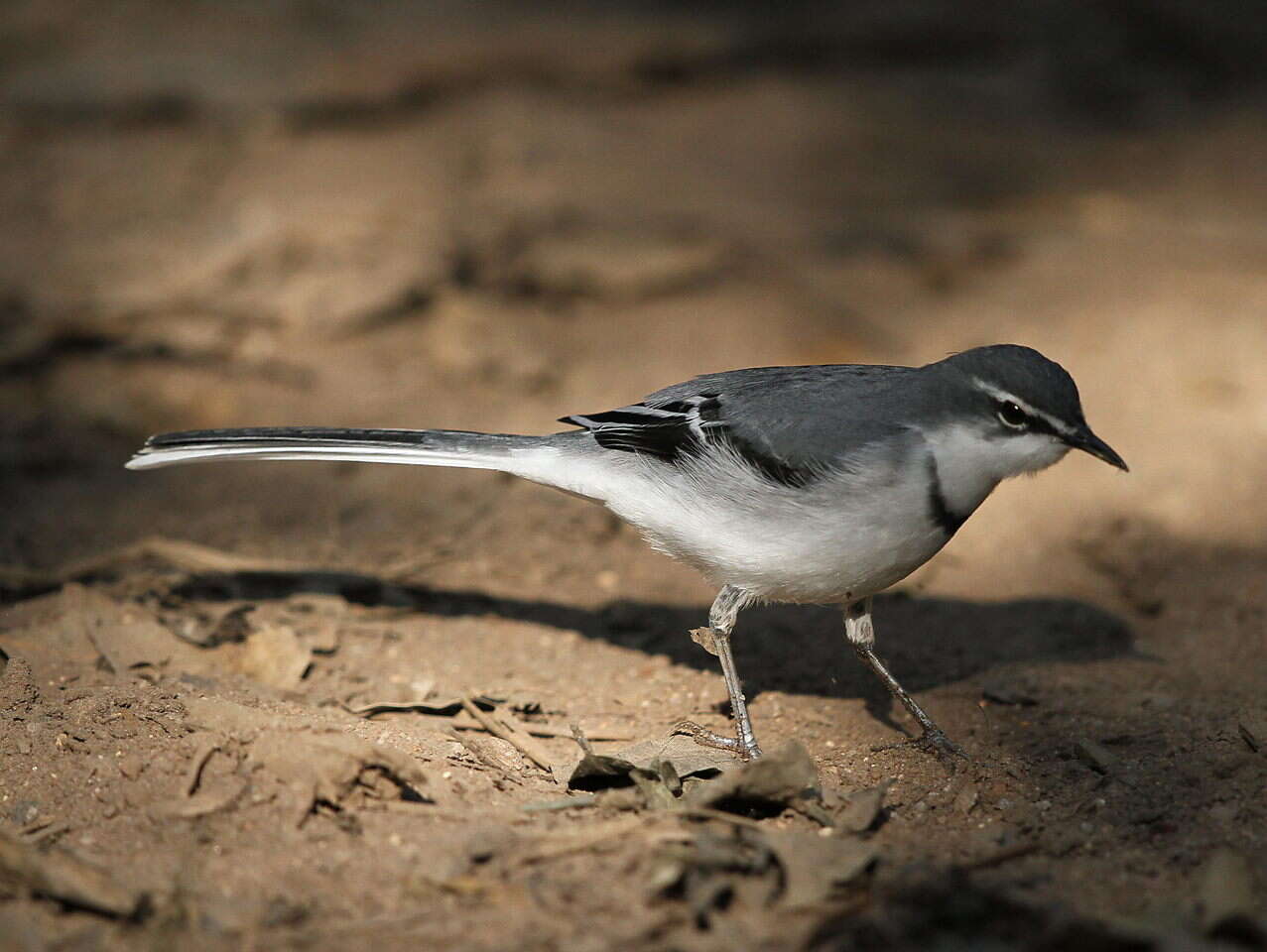 Image of Mountain Wagtail