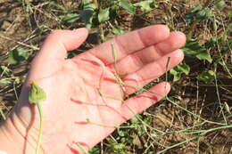 Image of beaked skeletonweed