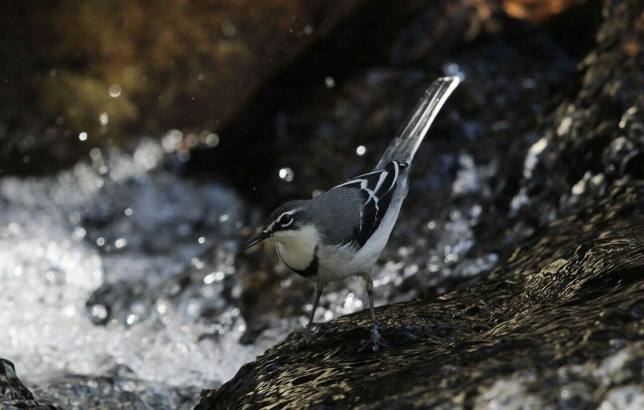 Image of Mountain Wagtail