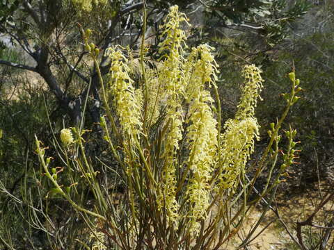 Image of Grevillea didymobotrya subsp. didymobotrya