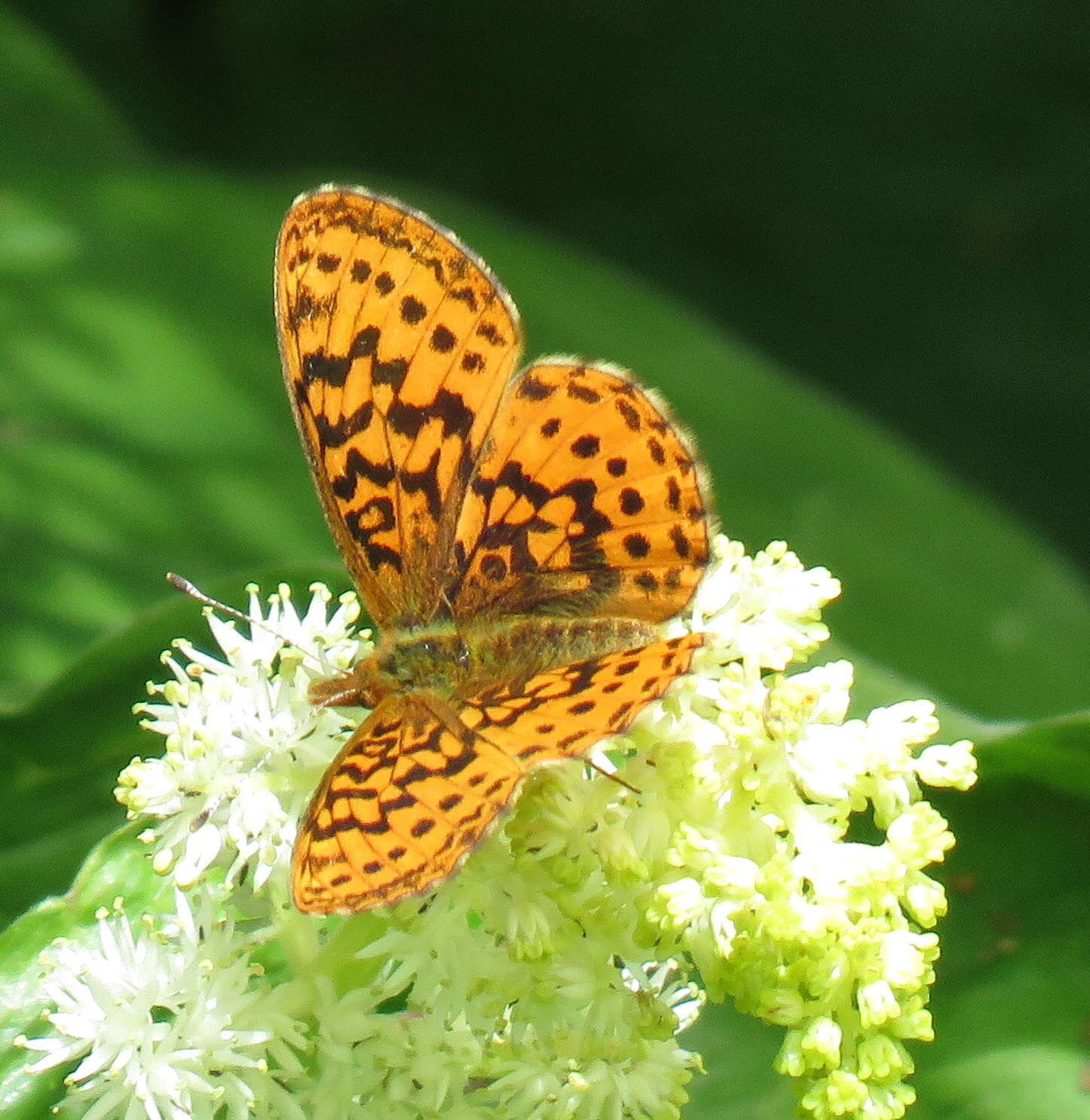 Image of Western Meadow Fritillary