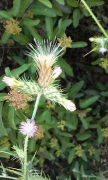 Image of Carduus pycnocephalus subsp. pycnocephalus