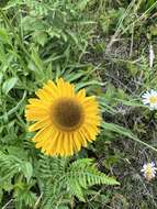 Image of Coastal Sneezeweed