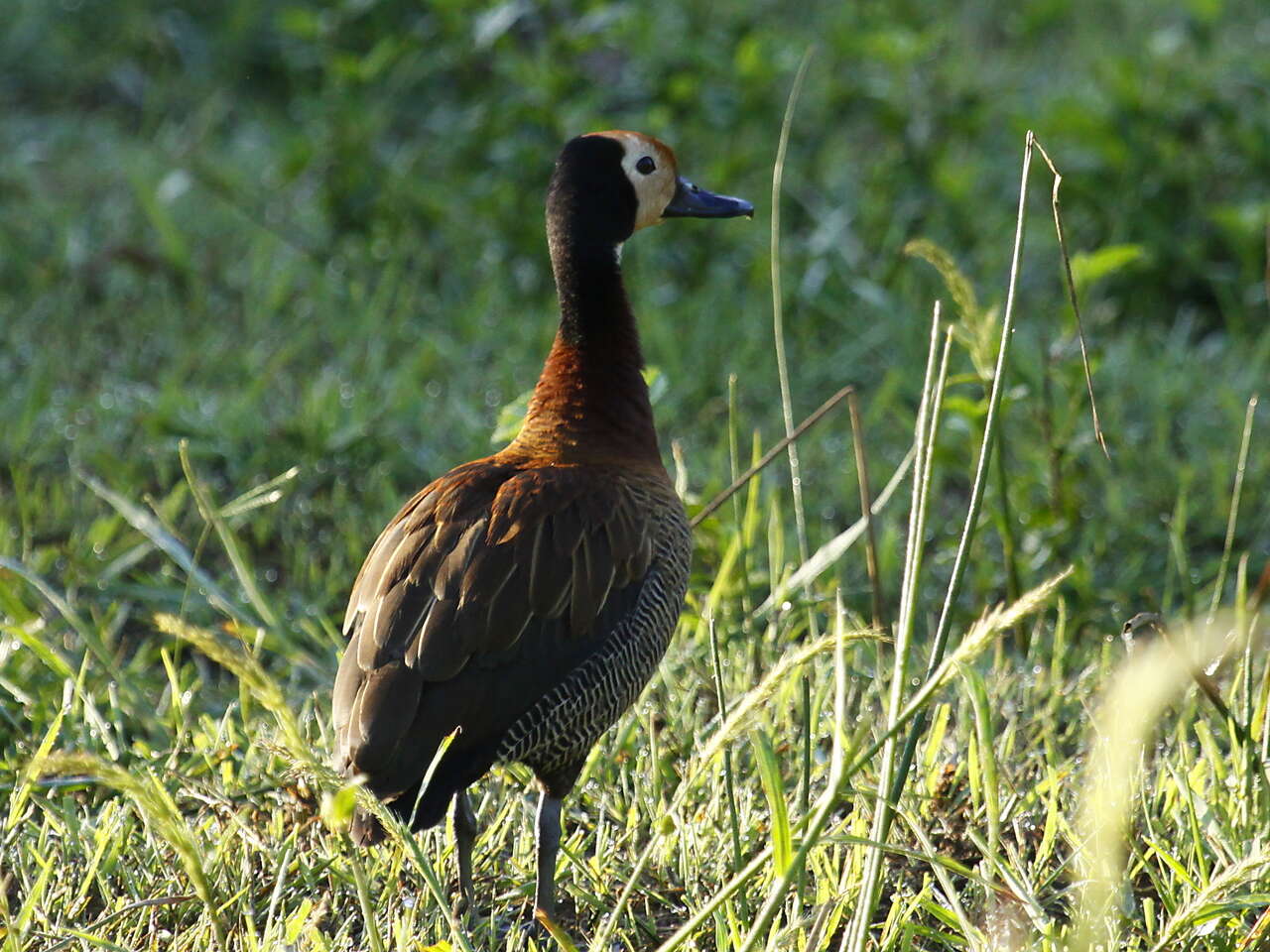 Image of White-faced Whistling Duck