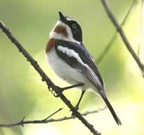 Image of Chinspot Batis