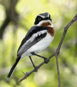 Image of Chinspot Batis