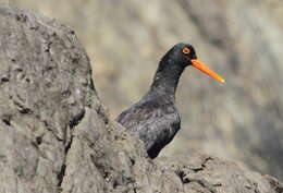 Image of African Black Oystercatcher