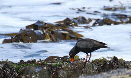 Image of African Black Oystercatcher