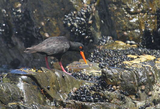 Image of African Black Oystercatcher