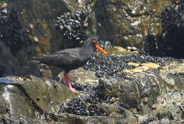 Image of African Black Oystercatcher