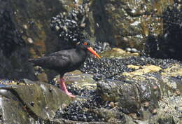 Image of African Black Oystercatcher