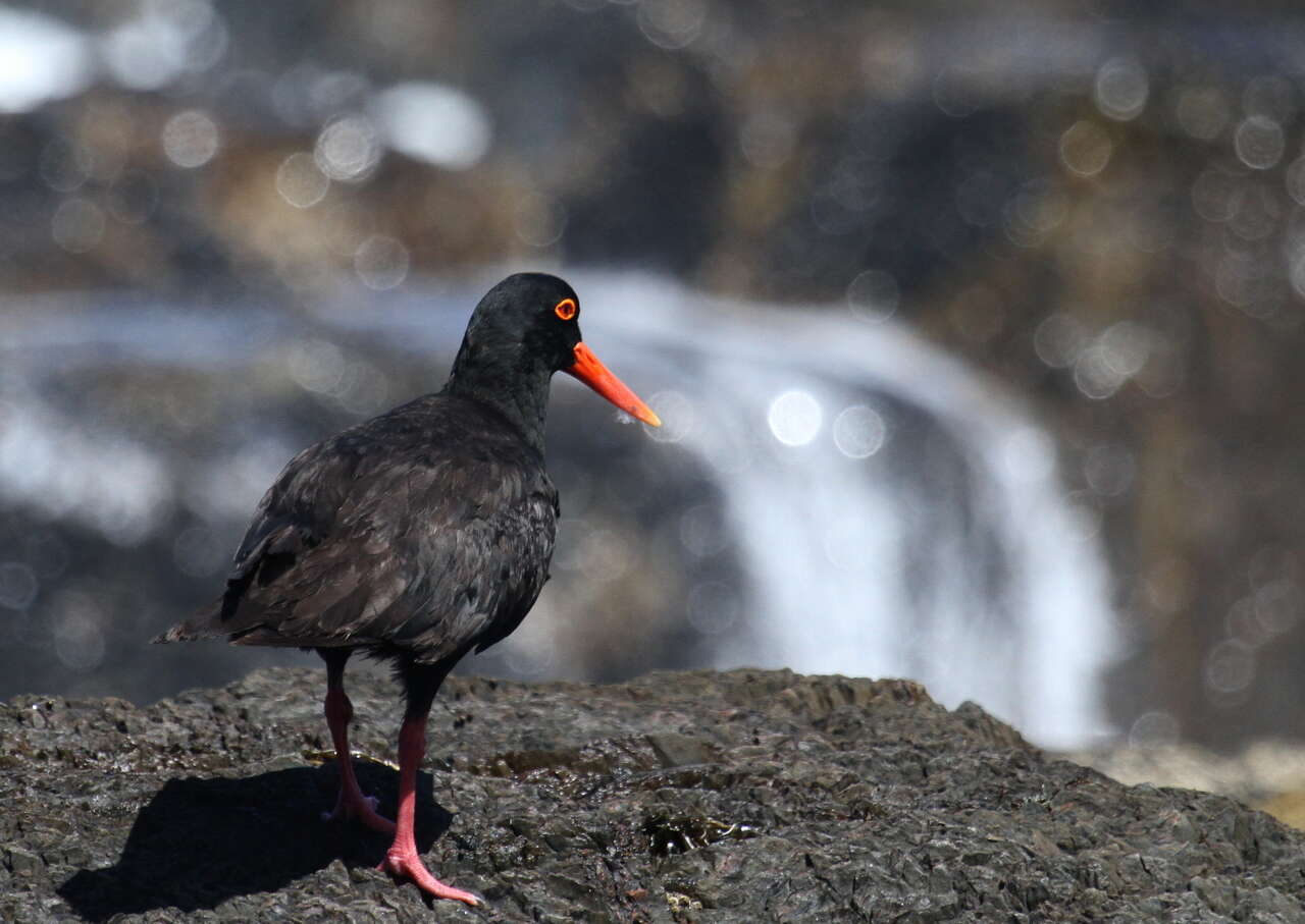 Image of African Black Oystercatcher